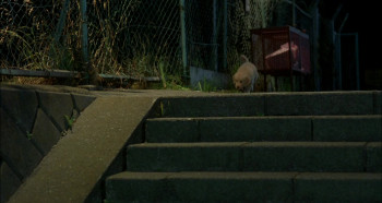 10 Promises to My Dog (2008) download