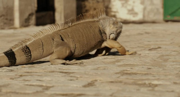El secadero de iguanas (2018) download