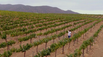 Murder in the Vineyard (2020) download