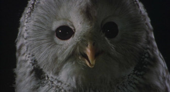 Owl (2003) download