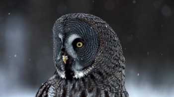 Owl Power (2015) download