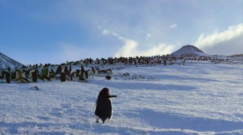 Penguins (2019) download