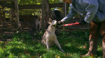 Sled Dogs (2017) download