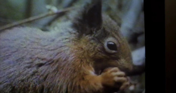 The Red Squirrel (1993) download