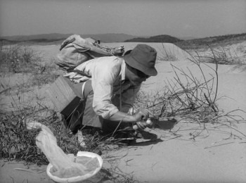 Woman in the Dunes (1964) download